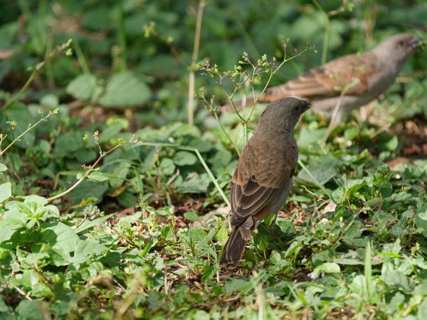 <h3><a href="/trips/tanzania/biota/animalia/chordata/aves/040 passeriformes/113 passeridae/passer griseus/passer griseus-nl.html">Passer&nbsp;griseus</a> / Northern&nbsp;grey‑headed&nbsp;sparrow / Grijskopmus</h3>OM-1 Mark II met OLYMPUS M.150-400mm F4.5, 1/2000 sec  bij F4.5, ISO 1250, afstand 7.29&nbsp;m